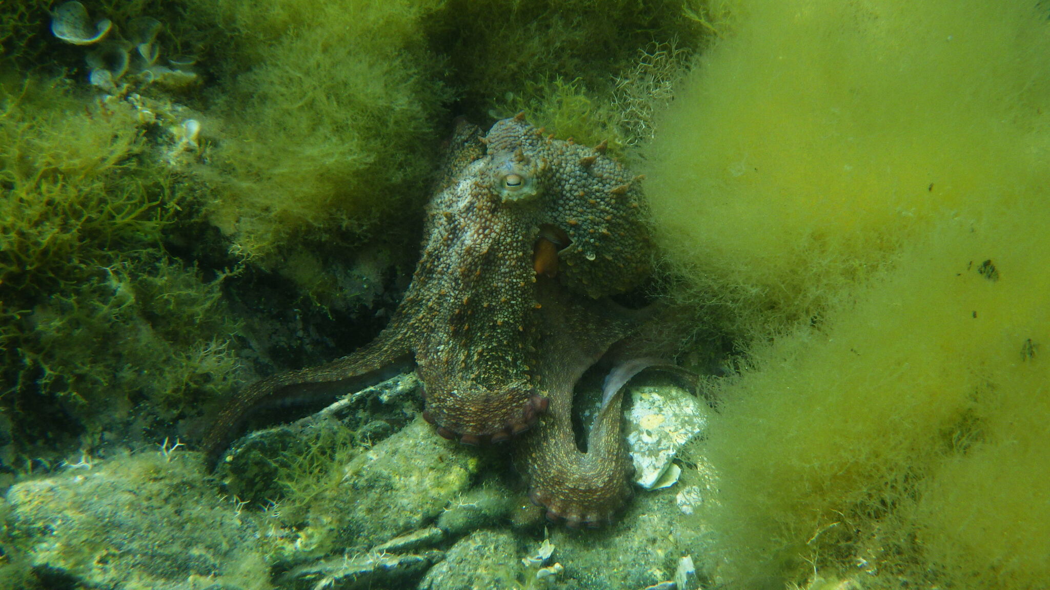 マダコ, achtarm, almindelig ottearmet blæksprutte, attaarmade bläckfiskar, azeiz, chobotnice pobřežní, common atlantic octopus, common european octopus, common octopus, gemeiner krake, gemeiner octopus, gewöhnlicher krake, gewone achtarm, gewone octopus