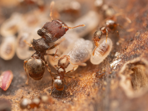 Pheidole sexdentataPheidole sexdentata