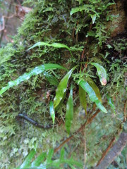 Loxogramme dictyopteris