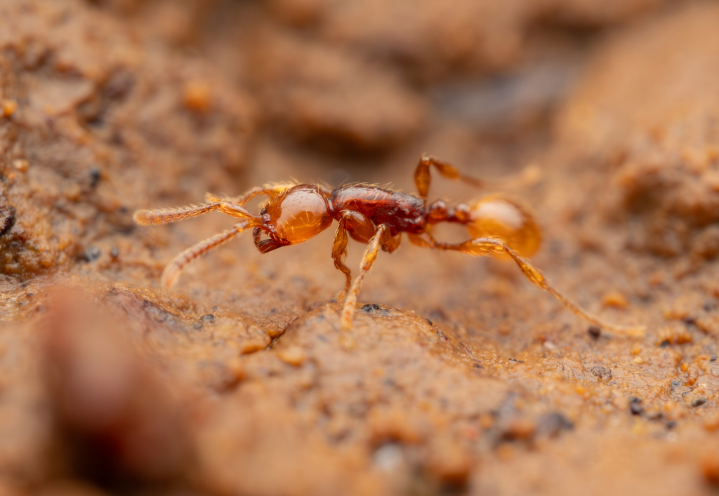 Ceylonicus-group Raider Ants