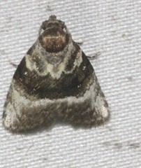 Acatapaustus metallopa