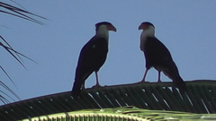 Caracara plancus