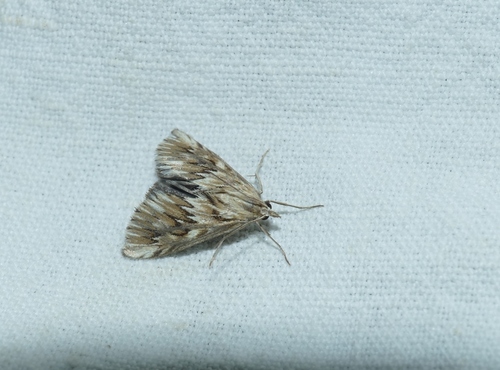 Cynaeda dentalis