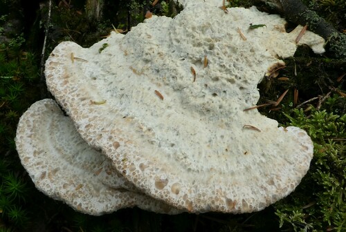 Calcipostia guttulata (Sacc.) B.K.Cui, L.L.Shen & Y.C.Dai