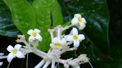 Palicourea violacea