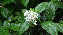 Palicourea violacea