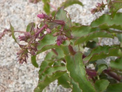 Penstemon clevelandii clevelandii