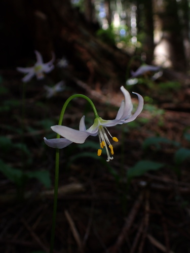 Image of Erythronium quinaultense by (c) Nolan Exe, some rights reserved (CC BY)