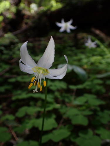 Quinault fawn-lily (Erythronium quinaultense)