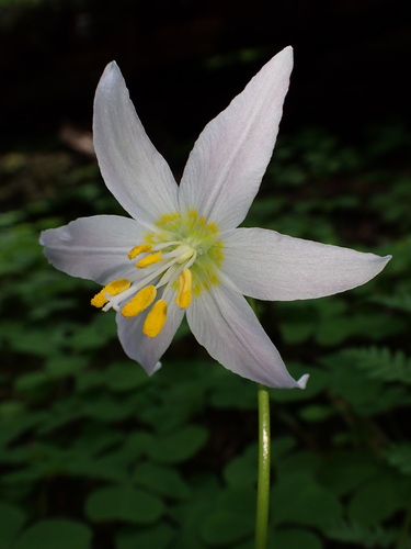 Image of Erythronium quinaultense by (c) Nolan Exe, some rights reserved (CC BY)