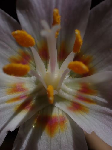 Image of Erythronium quinaultense by (c) Nolan Exe, some rights reserved (CC BY)