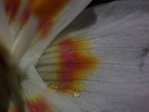 Image of Erythronium quinaultense by (c) Nolan Exe, some rights reserved (CC BY)