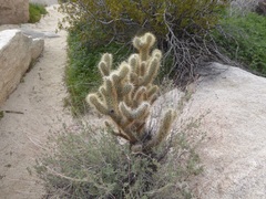 Cylindropuntia ganderi