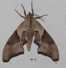 Coequosa australasiae