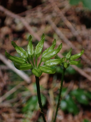 Image of Coptis laciniata by (c) Nolan Exe, some rights reserved (CC BY)
