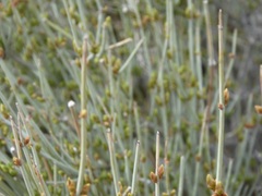 Ephedra aspera