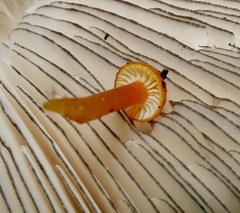 Hygrocybe parvula