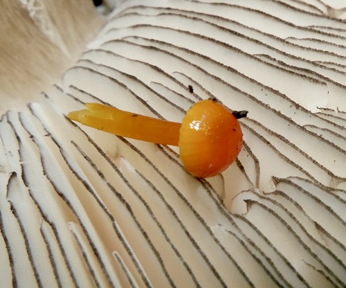 Hygrocybe parvula (Photo 2 of 2)