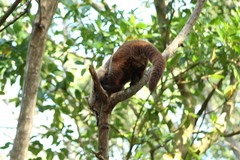 Nasua narica yucatanica