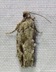 Gretchena bolliana
