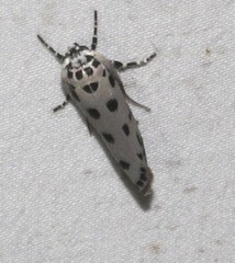 Ethmia sphaerosticha