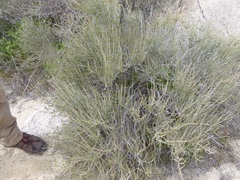Ephedra aspera