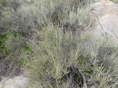 Ephedra aspera
