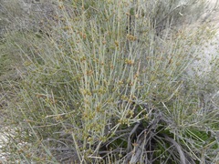 Ephedra aspera