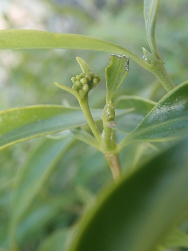 Image of Coptosperma supra by (c) agujaceratops, some rights reserved (CC BY)