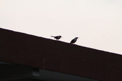 Campylorhynchus chiapensis