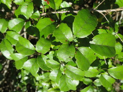 Rubus australis