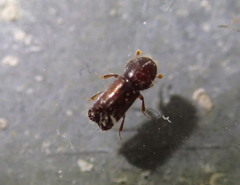 Xylocleptes bispinus