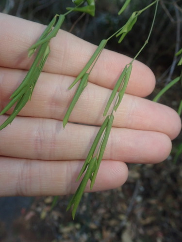 Image of Secamone filiformis by (c) agujaceratops, some rights reserved (CC BY)