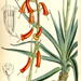 Twin-flowered Agave - Photo Walter Hood Fitch, no known copyright restrictions (public domain)