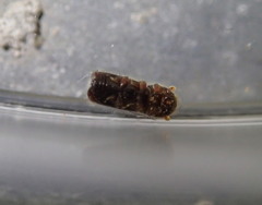 Xylocleptes bispinus