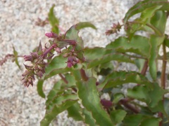 Penstemon clevelandii clevelandii