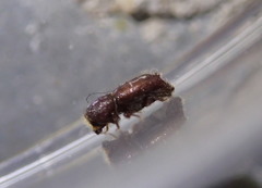 Xylocleptes bispinus