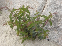Penstemon clevelandii clevelandii