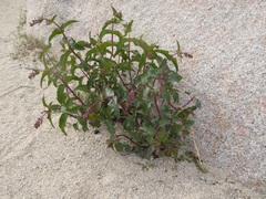 Penstemon clevelandii clevelandii
