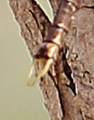 Telephlebia godeffroyi