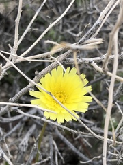 Malacothrix glabrata