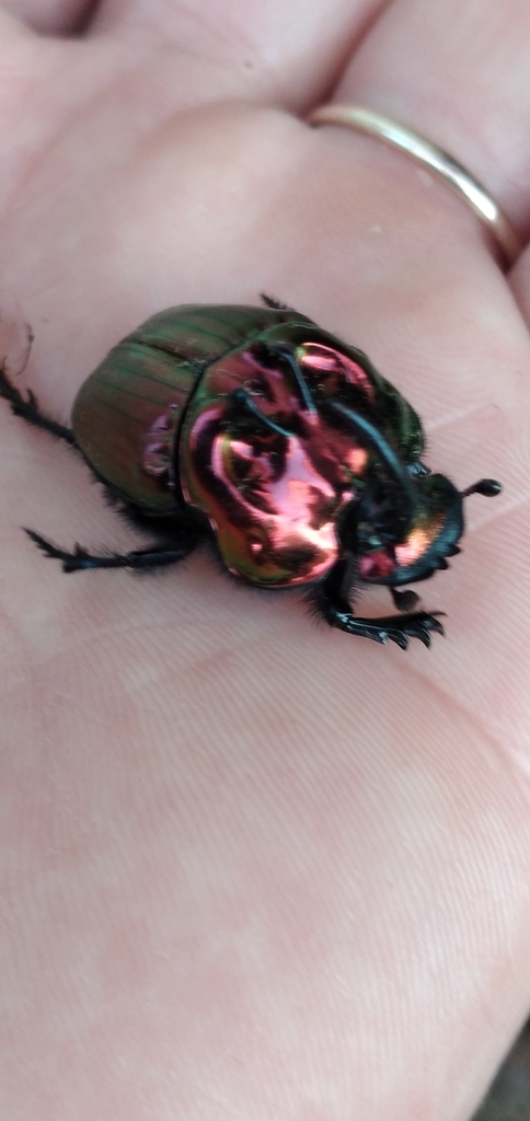 Coprophanaeus saphirinus