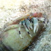 Hidden Hermit Crab - Photo (c) joepaquin, some rights reserved (CC BY-NC)
