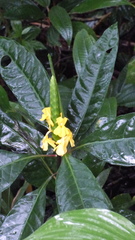 Aphelandra prismatica