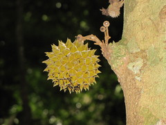 Duguetia cauliflora