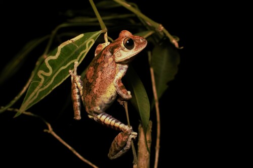 Fazenda Salto Treefrog, Bokermannohyla ibitiguara