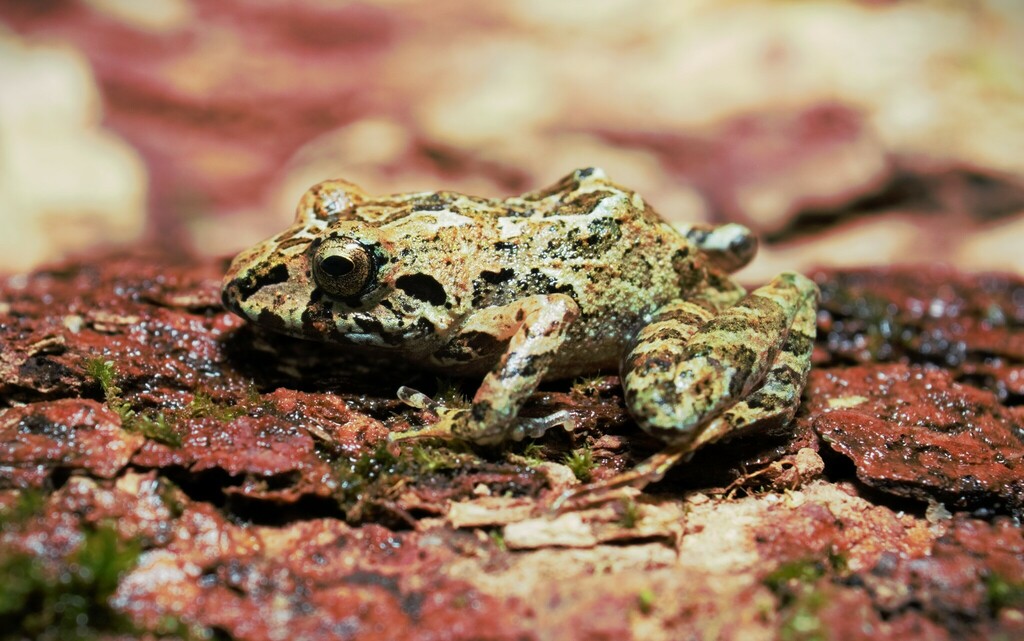 Panga Big-headed Frog