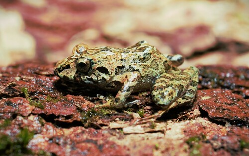 Panga Big-headed Frog, Ischnocnema penaxavantinho