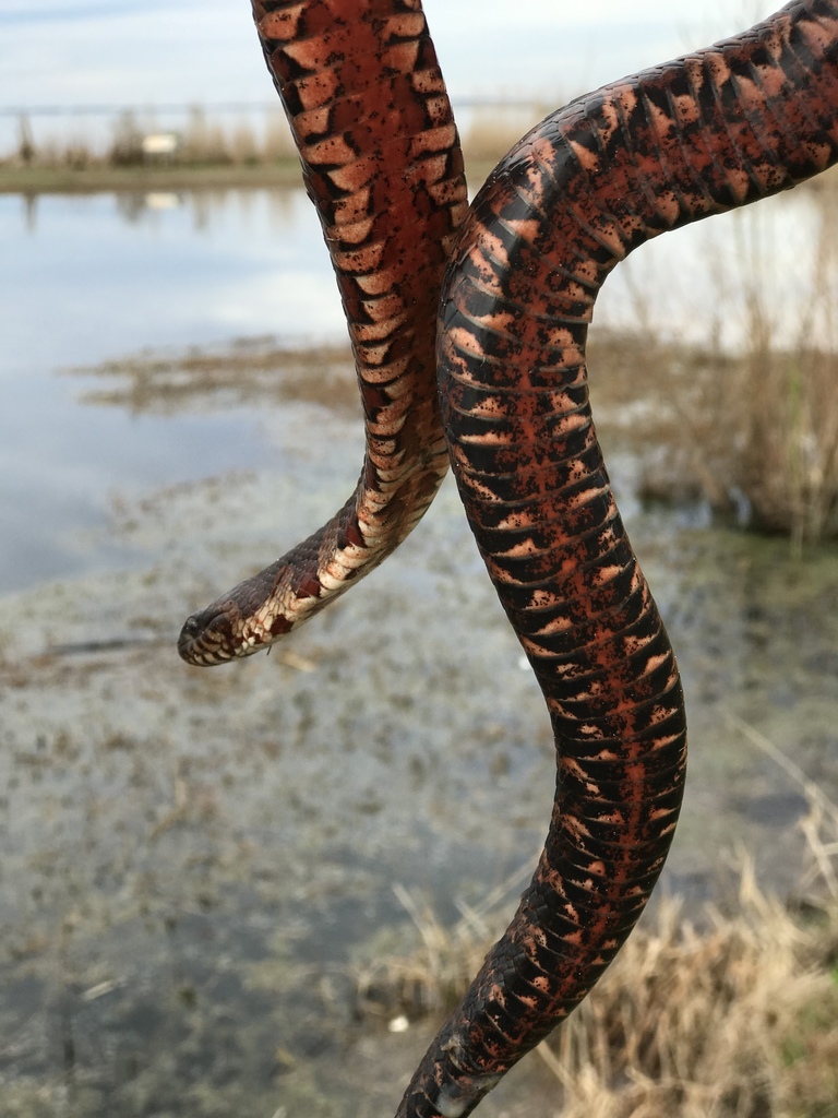 Carolina Water Snake