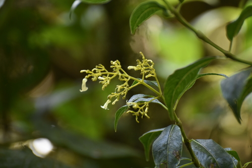 Caprifoliaceae observed 2023-09-29